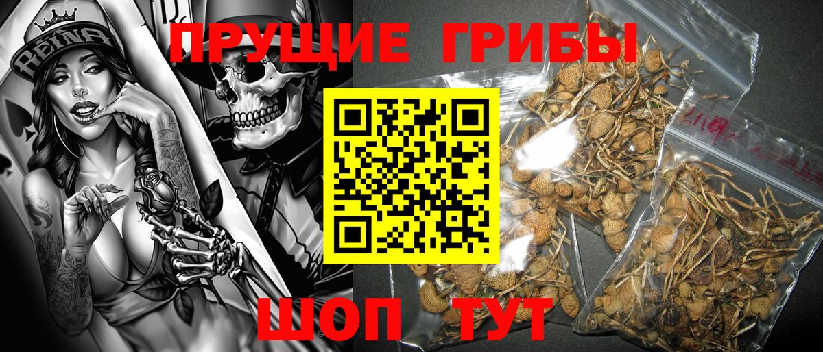 Галлюциногенные грибы Cubensis Саяногорск
